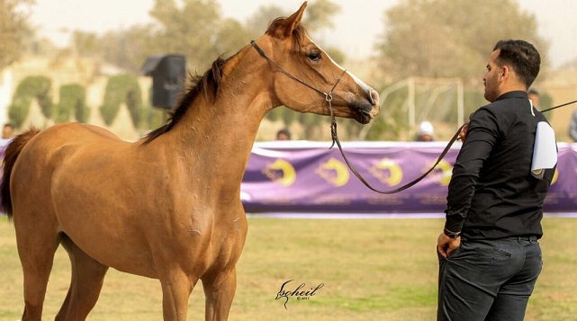 تعلیم اسب جهت شرکت در مسابقات  کورس و زیبایی